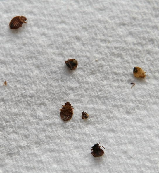 Dead bedbugs on a paper towel. 
