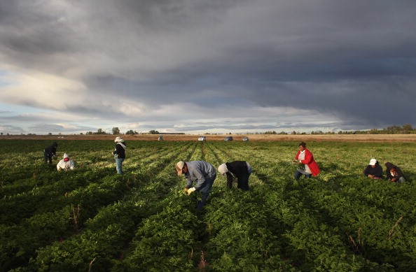 Colorado Farm Suffers As Immigrant Workforce 
