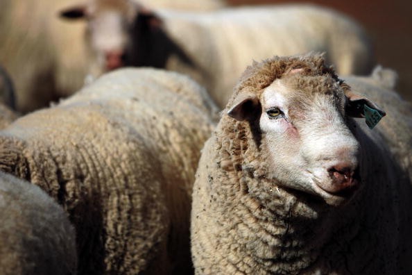 A brain diseasein sheep may be able to spread to other species. 