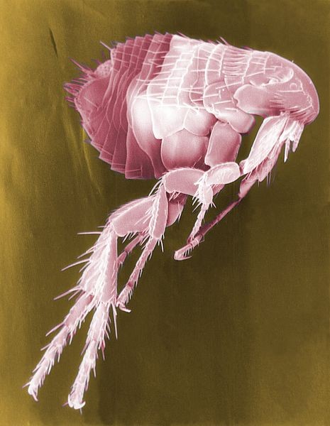 A common flea, which can transmit the bacteria that cause plague from rodents to people. 