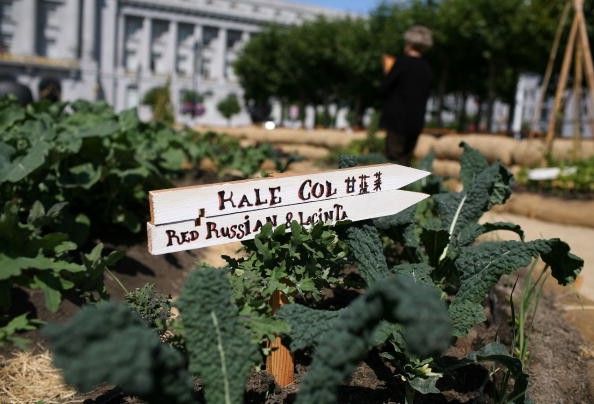 Organic Garden At San Francisco City Hall Promotes Slow Food Movement